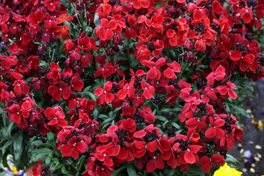 Erysimum cheiri, 'Sugar Rush Red', F1 Hybrid