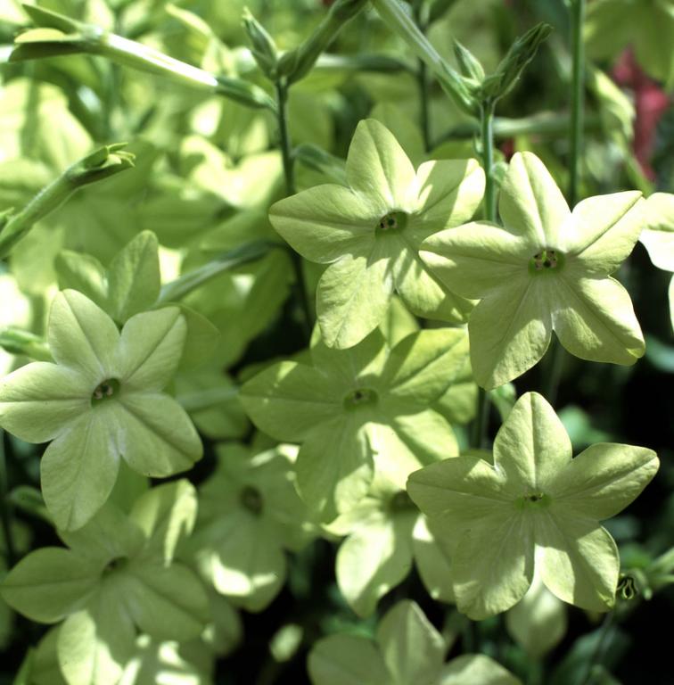 Nicotiana x sanderae, 'Perfume Lime', F1 Hybrid