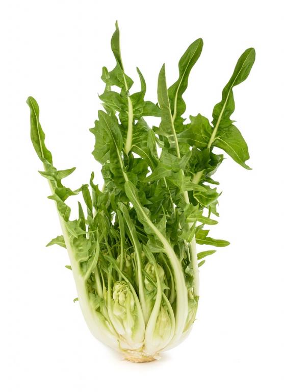 Chicory, 'Puntarelle'