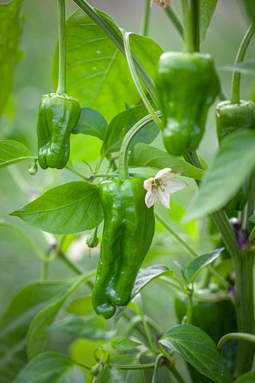 Capsicum, Chilli Pepper, 'Padron'