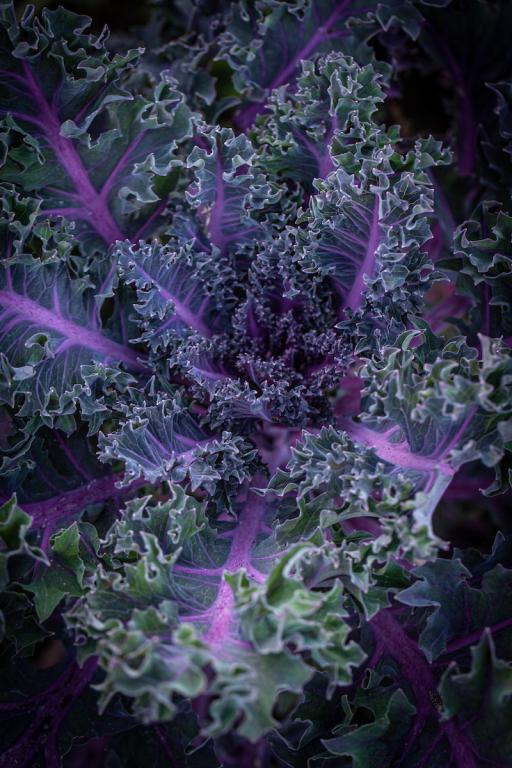 Kale, 'Midnight Sun'