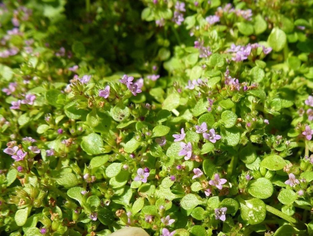 'Mini Mint' (Mentha requienii)