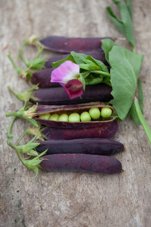 Pea, 'Blauwschokker'