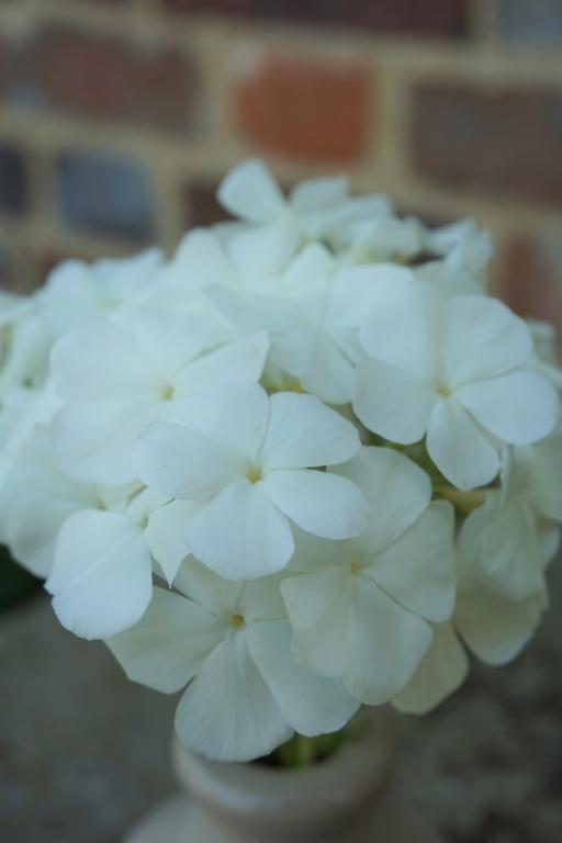 Phlox drummondii grandiflora, 'Alba'