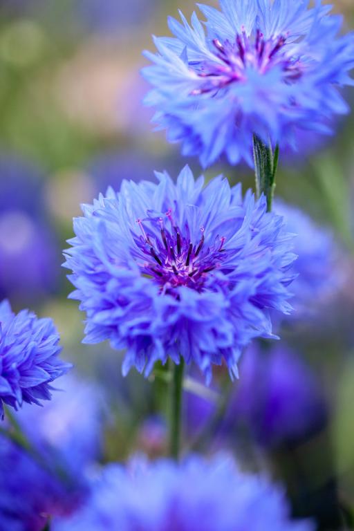 Centaurea cyanus, 'Blue Diadem'