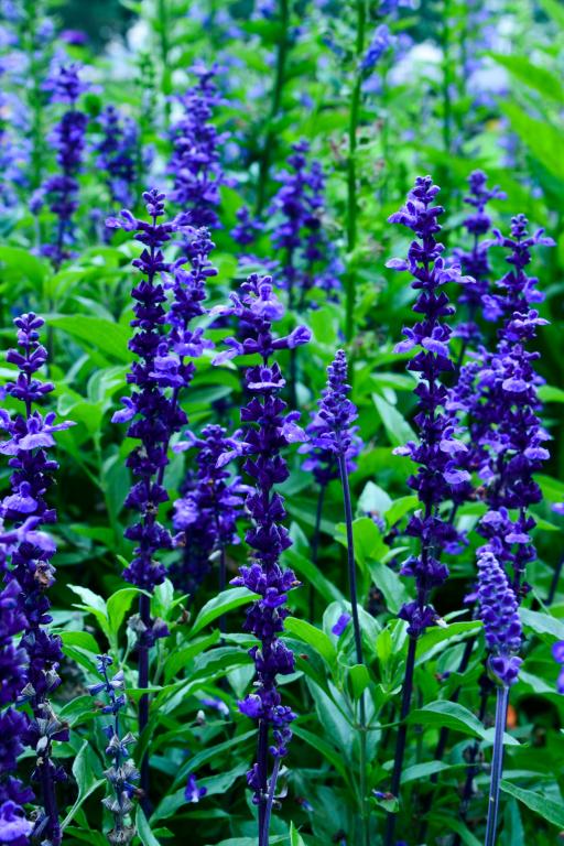 Salvia farinacea, 'Evolution'