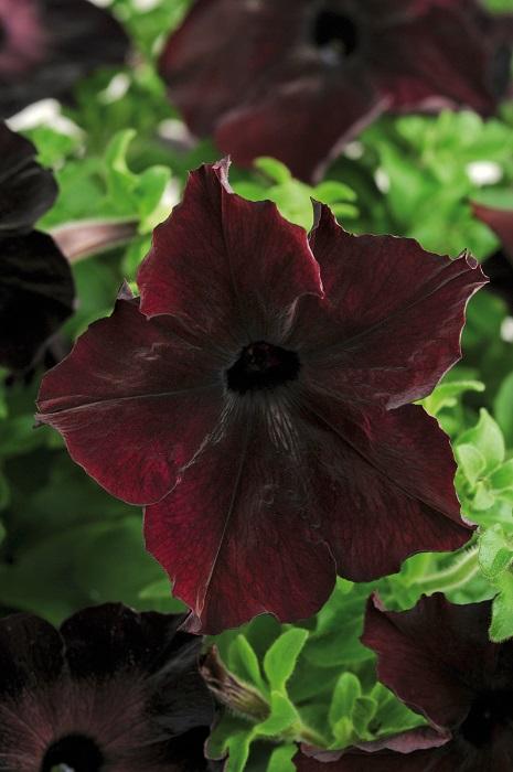Petunia grandiflora, 'Sophistica Blackberry', F1 Hybrid