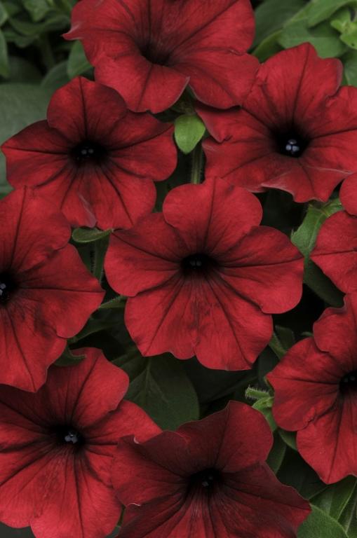 Petunia x hybrida, 'Tidal Wave Red Velour', F1 Hybrid