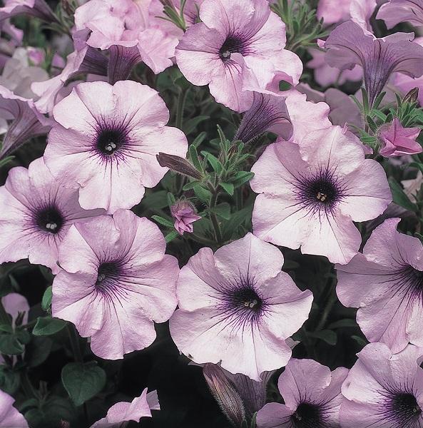 Petunia x hybrida, 'Tidal Wave Silver', F1 Hybrid