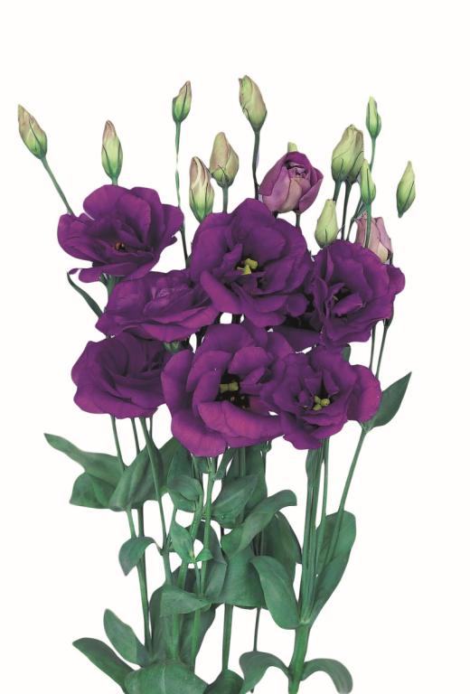 Eustoma grandiflorum, 'Echo Blue', F1 Hybrid