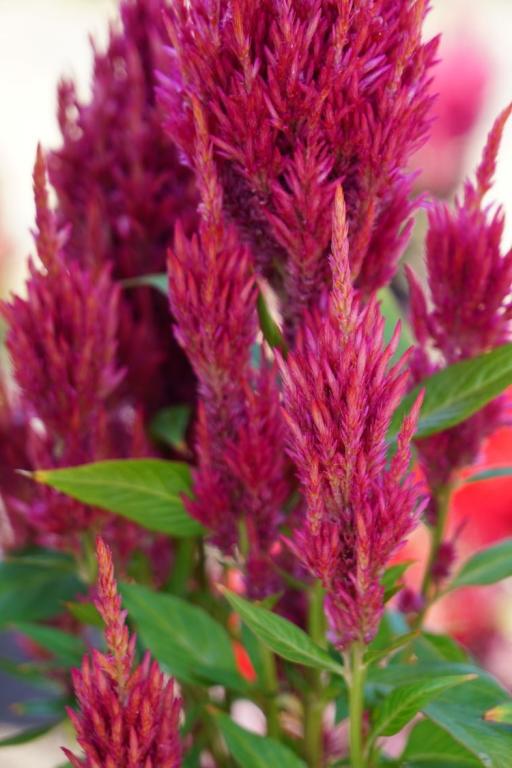 Celosia plumosa, 'Sunday Dark Pink'