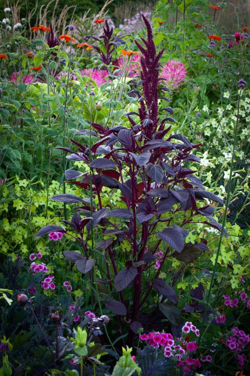 Amaranthus hybridus, 'Opopeo'