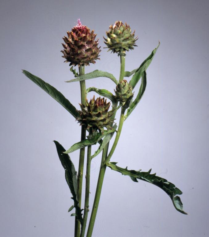 Cynara cardunculus, 'Porto Spineless'
