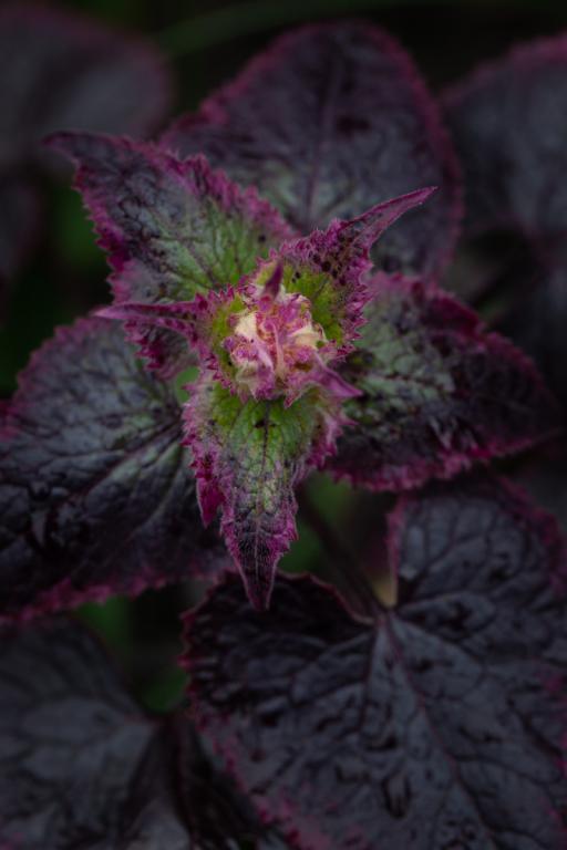 Lunaria annua, 'Chedglow'