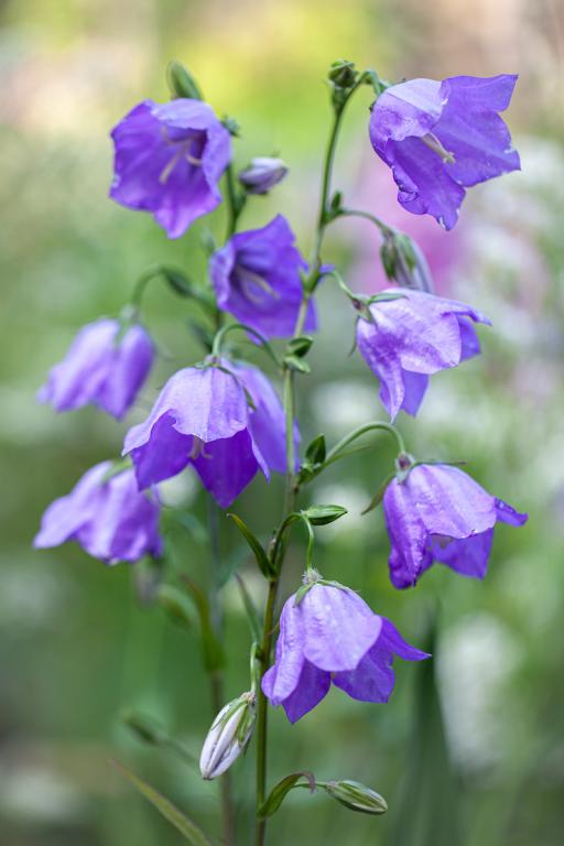 Campanula persicifolia, 'Blue Bells'