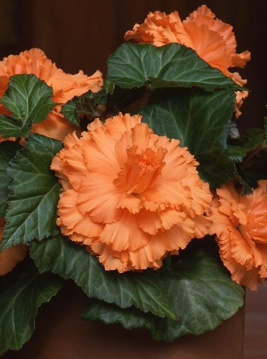 Begonia x tuberosa, 'Ruffled Apricot'