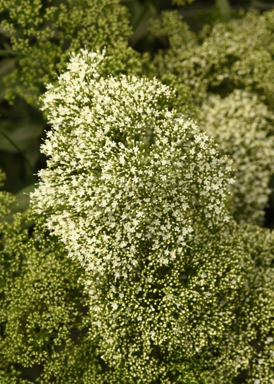 Trachelium caeruleum, 'Lake Michigan White'