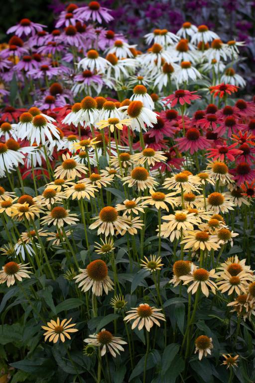 Echinacea purpurea, 'Cheyenne Spirit'