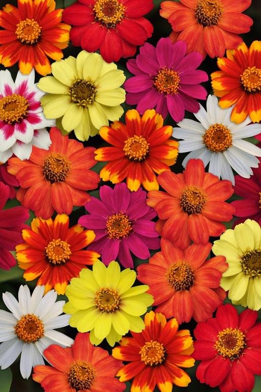Zinnia marylandica, 'Zahara' Mix