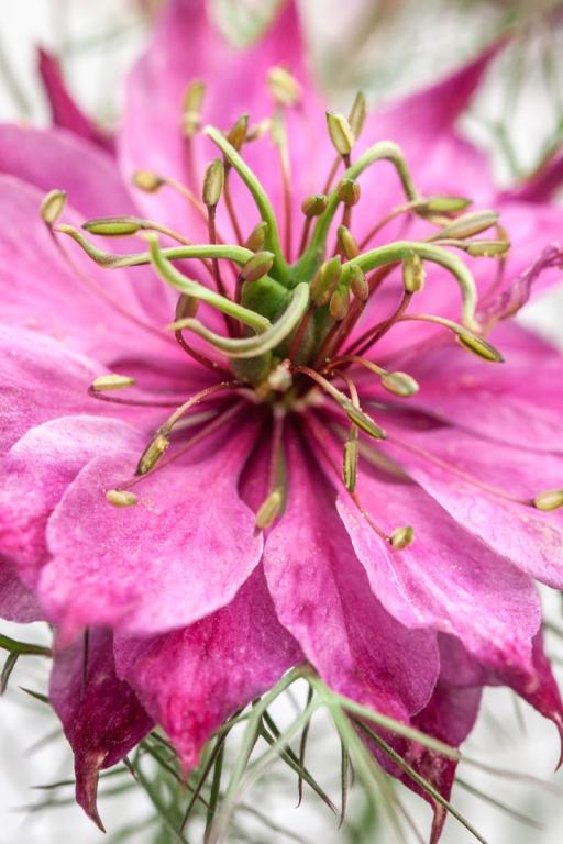 Nigella damascena, 'Persian Jewels', Rose