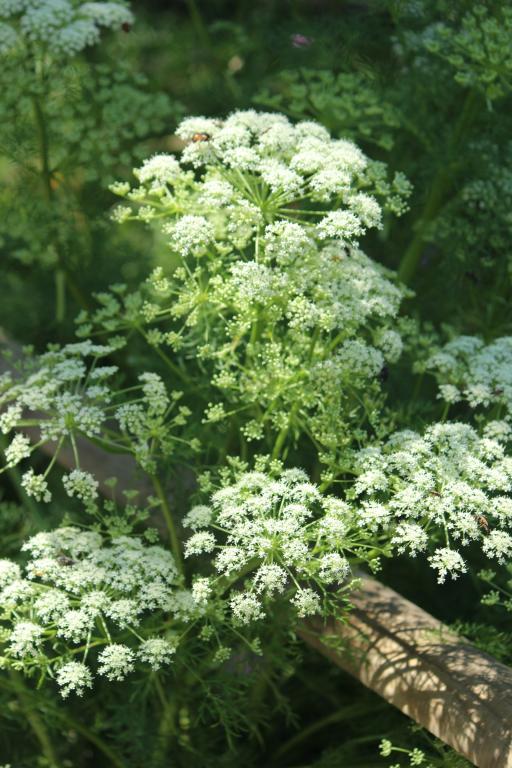 Ligusticum lucidum