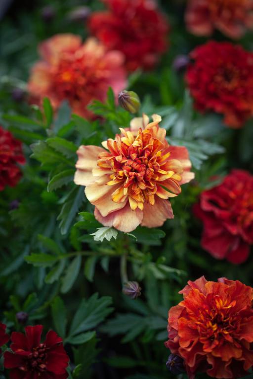 Tagetes patula, 'Strawberry Blonde'