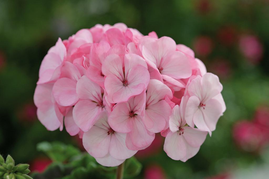 Pelargonium x hortorum, 'Horizon Appleblossom', F1 Hybrid