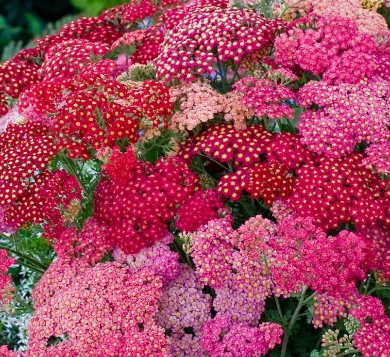 Achillea millefolium, 'Summer Berries'