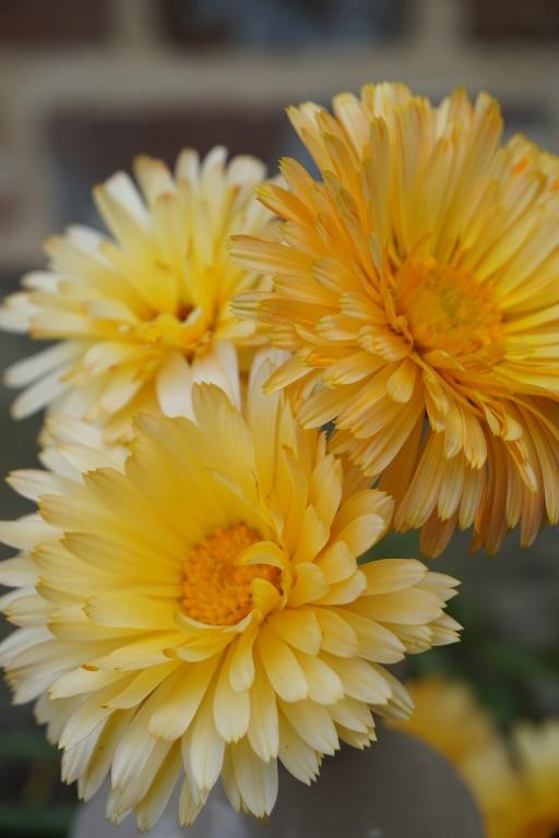 Calendula officinalis, 'Pacific Beauty Apricot'