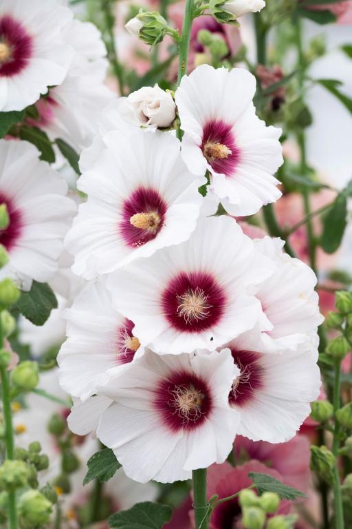 Alcea rosea, 'Halo Blossom'