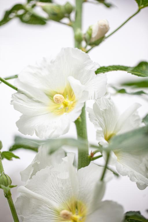 Alcea rosea, 'Halo White'
