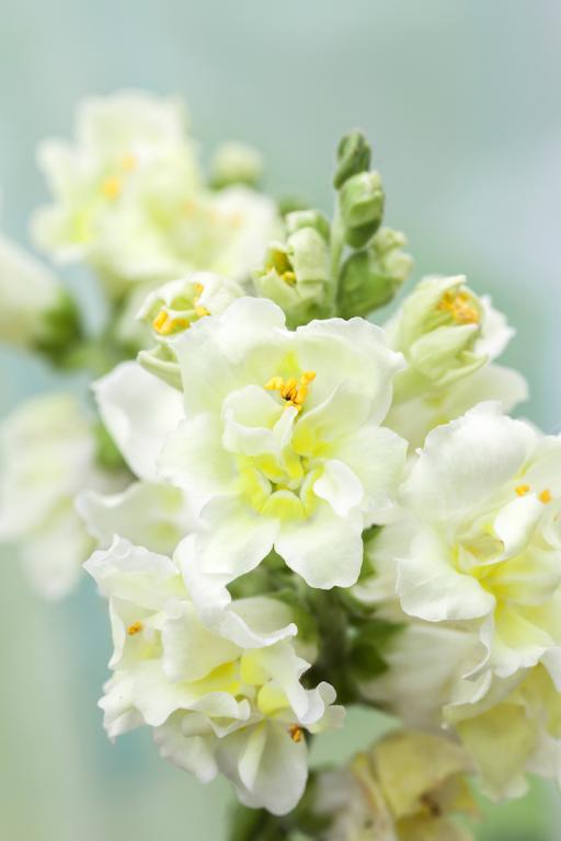 Antirrhinum majus, 'Madame Butterfly Ivory', F1 Hybrid
