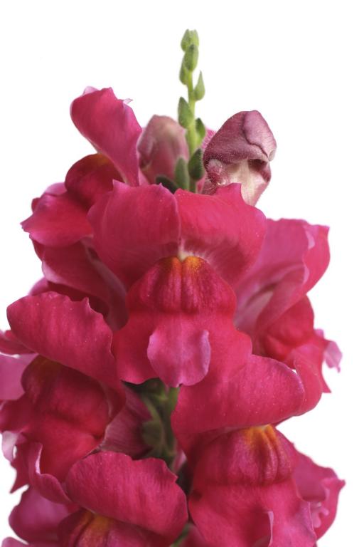 Antirrhinum majus, 'Snaptastic Magenta', F1 Hybrid