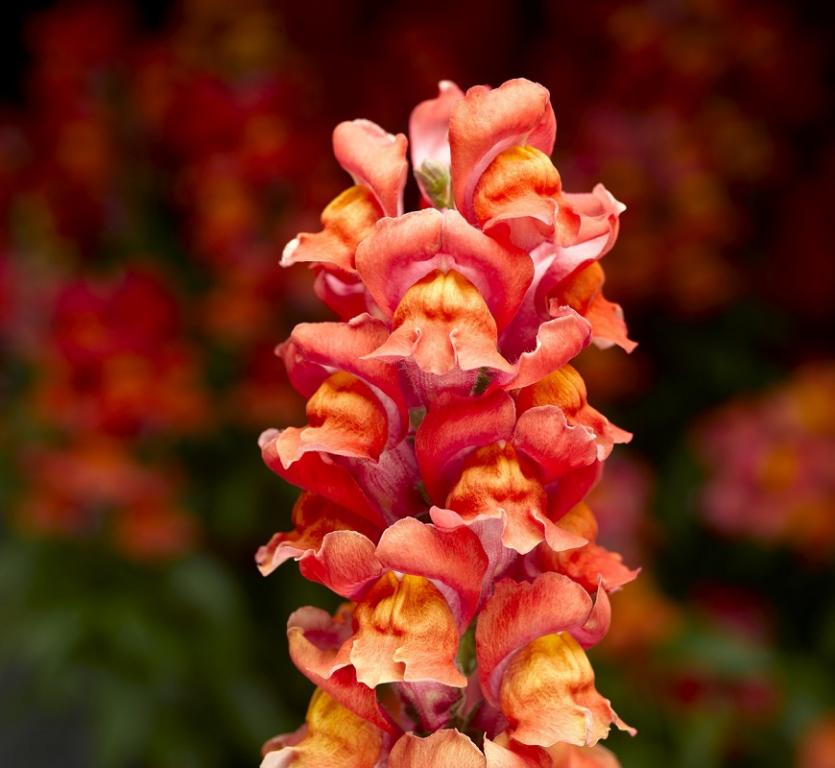 Antirrhinum majus, 'Snaptastic Scarlet Orange', F1 Hybrid