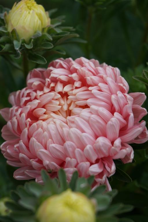 Callistephus chinensis, 'Duchesse Apricot'