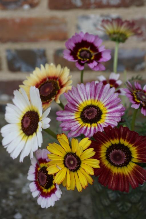 Chrysanthemum (Annual) carinatum, 'Dunnetti'