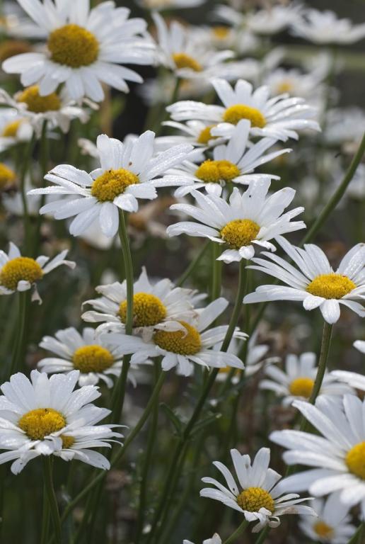 Chrysanthemum leucanthemum maximum, 'White Breeze'