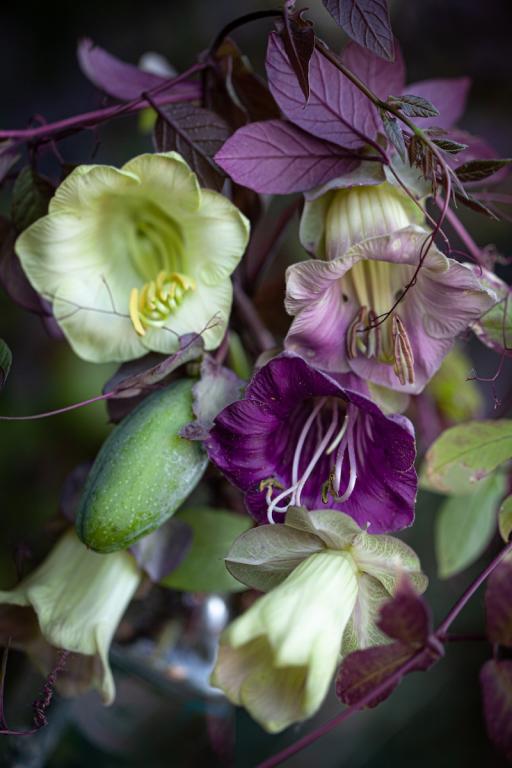Cobaea scandens, Mixed
