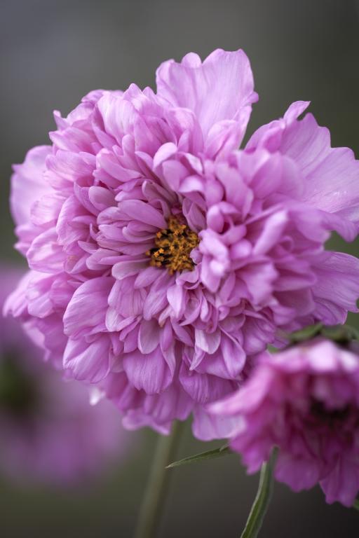 Cosmos bipinnatus, 'Double Click Rose Bonbon'
