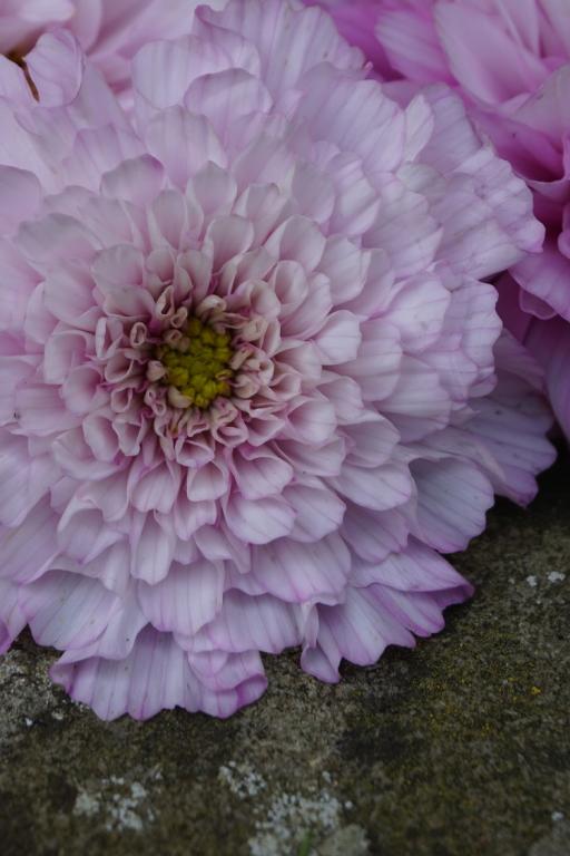 Cosmos bipinnatus, 'Double Click Mixed'