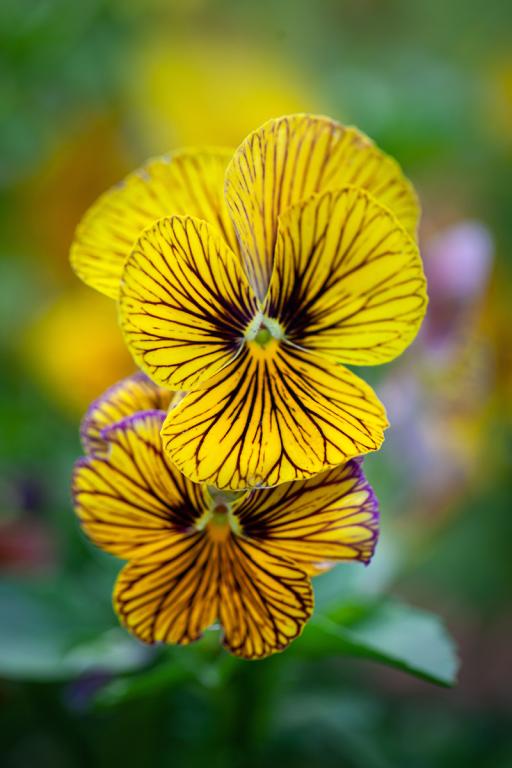 Viola cornuta, 'Tiger Eye Yellow', F1 Hybrid