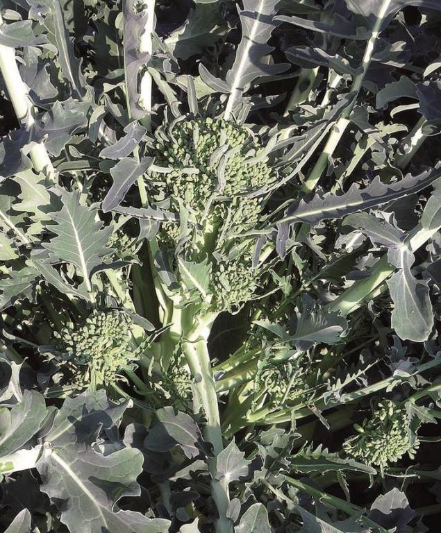 Broccoli Carolo Broccolo, Spigariello