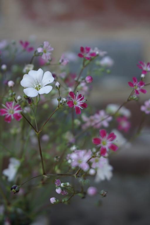 Gypsophila elegans, Mixed