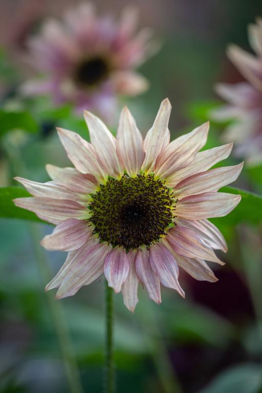 Helianthus annuus, 'Ruby Eclipse', F1 Hybrid