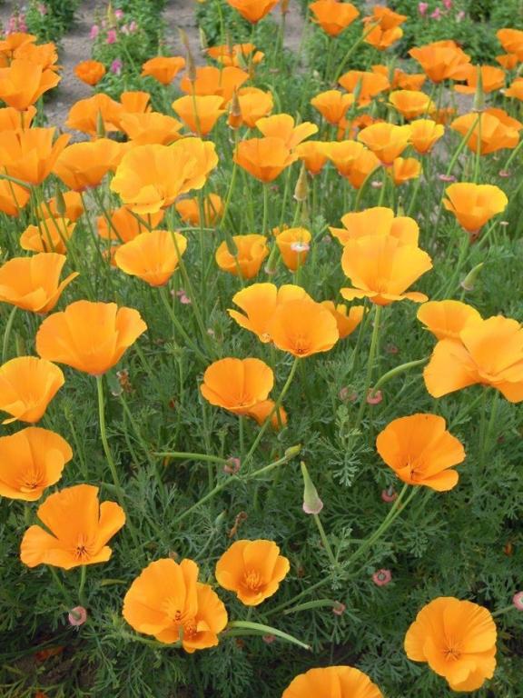 Eschscholzia californica, 'Orange King'