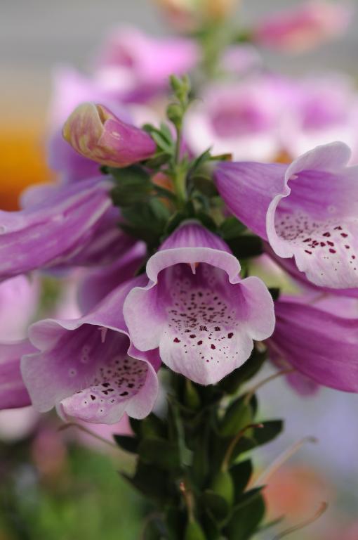 Digitalis purpurea, 'Dalmatian Rose'