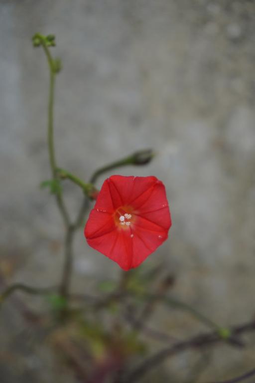 Ipomoea coccinea