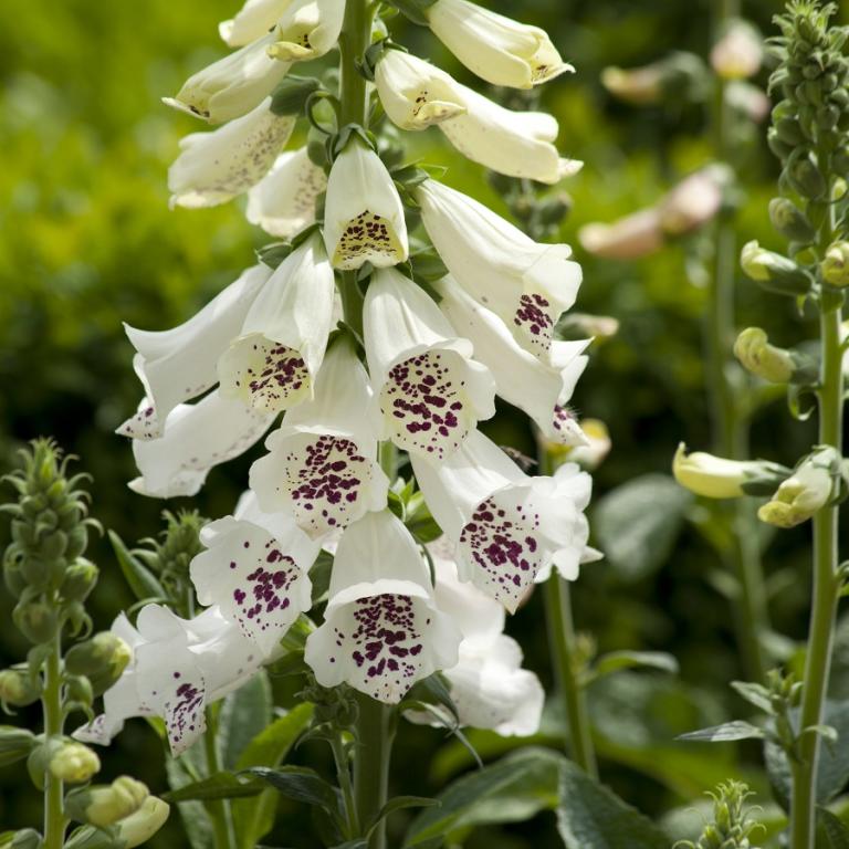 Digitalis purpurea, 'Dalmatian White'