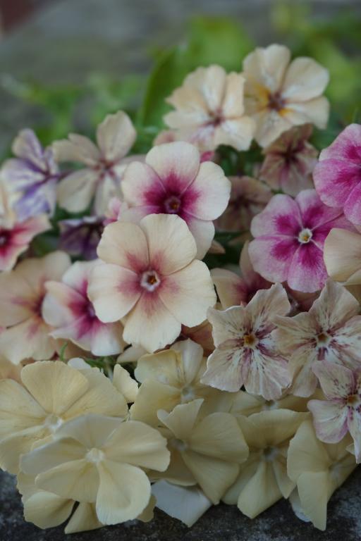 Phlox drummondii grandiflora, 'Birds of a Feather (Phlox Together)'