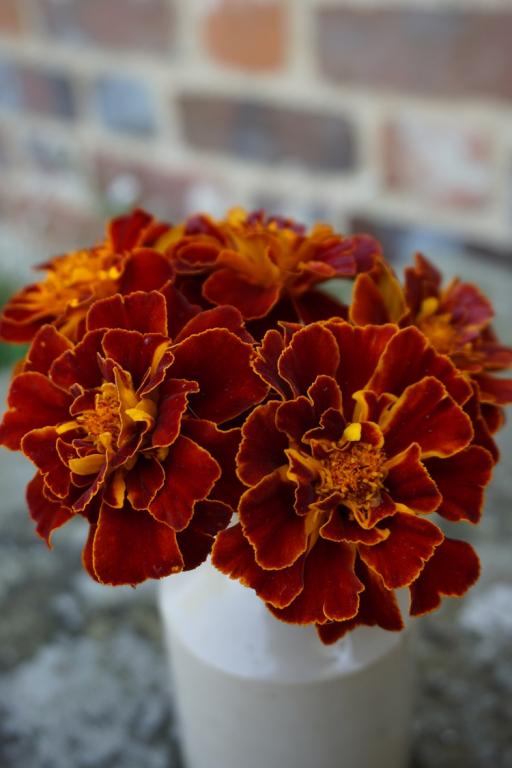 Tagetes patula x erecta, 'Konstance'